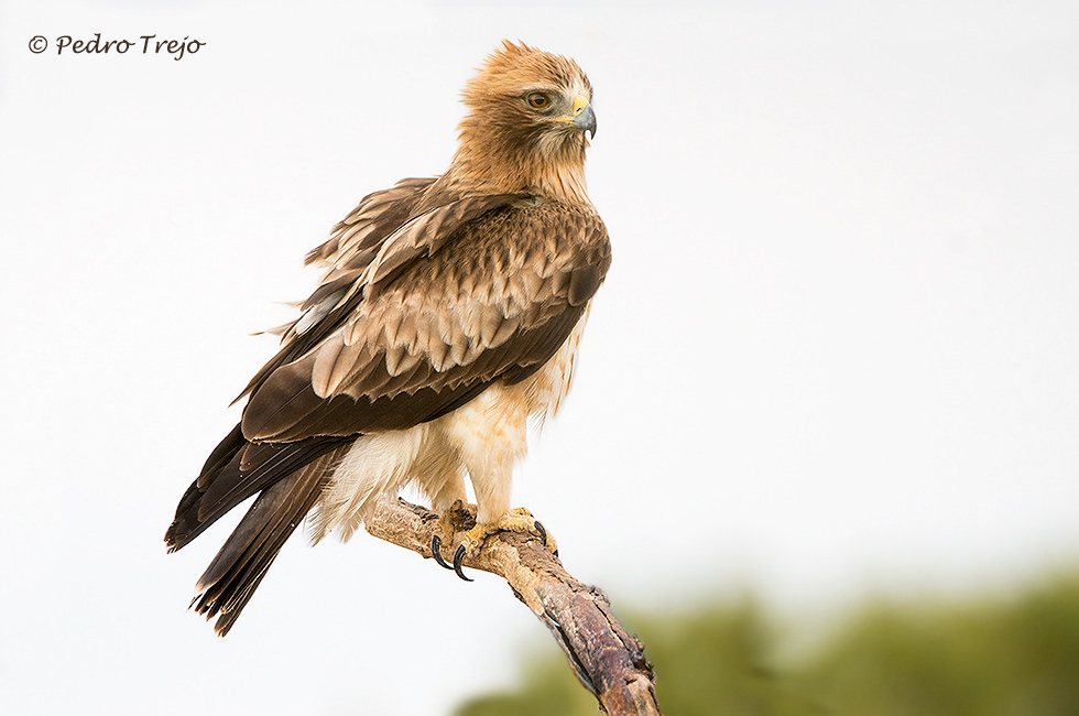 Aguila calzada (Hieraaetus pennatus)